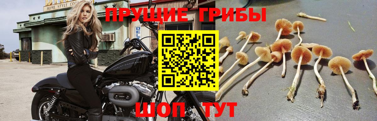 Зеленодольск  Галлюциногенные грибы Psilocybe  Вход с VPN 